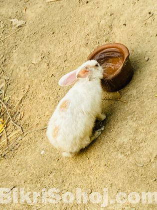 খরগোশ ১ জোড় রেনিং